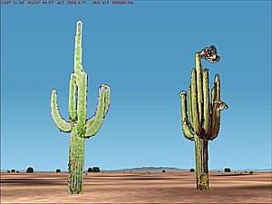 saguaros.jpg